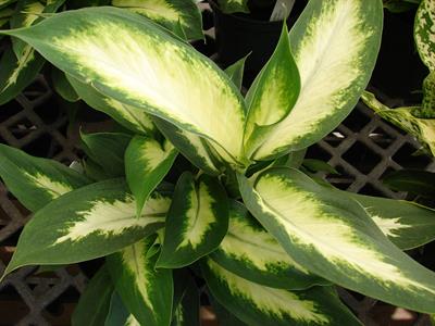 Dieffenbachia amoena